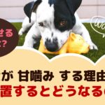 子犬が甘噛みする理由は？治し方は？放置するとどうなるの？【動物看護師が解説】