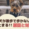 愛犬が散歩で歩かない！急に止まる原因と対策は？【動物看護師が解説】