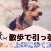 愛犬の引っ張り癖をなおして上手にお散歩する方法は？【動物看護師が解説】