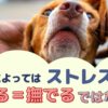 場合によってはストレスに！犬を褒める＝撫でるではない？！【動物看護師が解説】