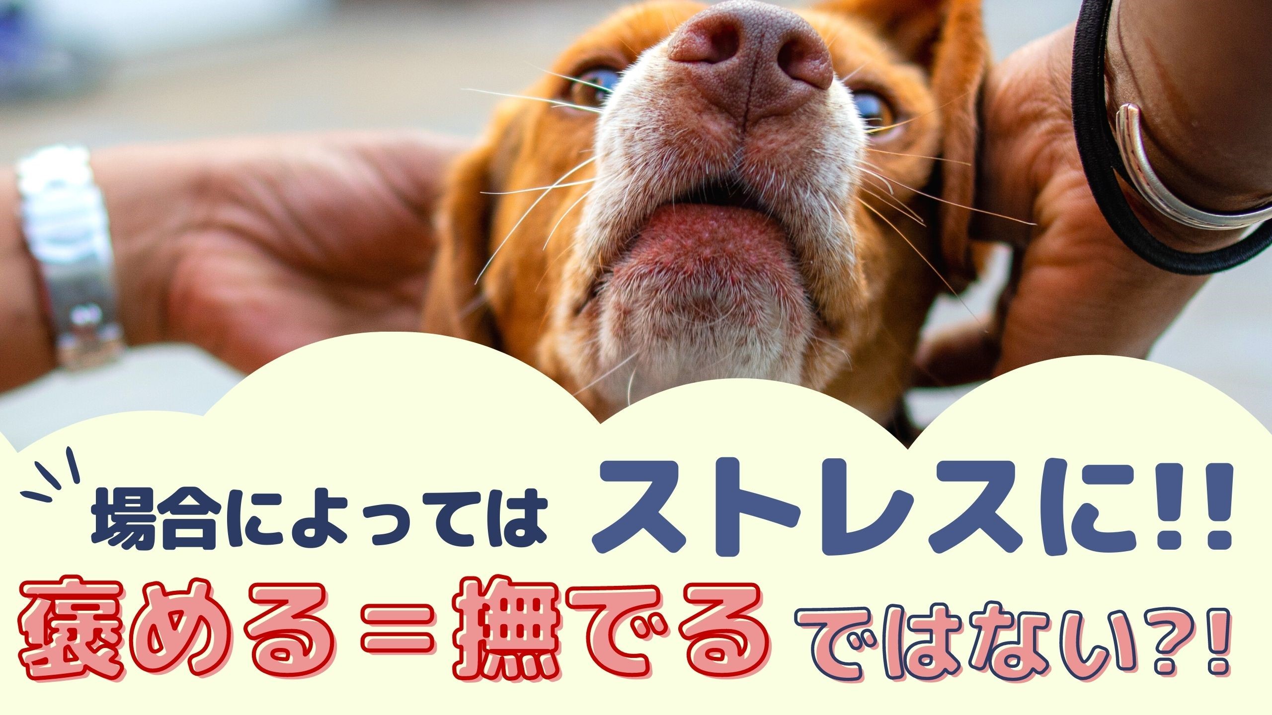 場合によってはストレスに 犬を褒める 撫でるではない 動物看護師が解説 愛犬との旅行ならイヌトミィ