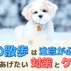 冬の散歩は注意が必要！愛犬にやってあげたい対策とケアは？【動物看護師が解説】