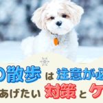 冬の散歩は注意が必要！愛犬にやってあげたい対策とケアは？【動物看護師が解説】