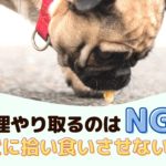 無理やり取り上げるのはNG！散歩中愛犬に拾い食いさせない方法は？【動物看護師が解説】