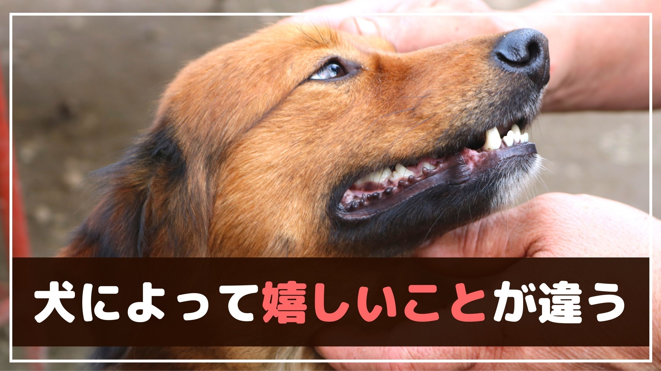 場合によってはストレスに 犬を褒める 撫でるではない 動物看護師が解説 愛犬との旅行ならイヌトミィ