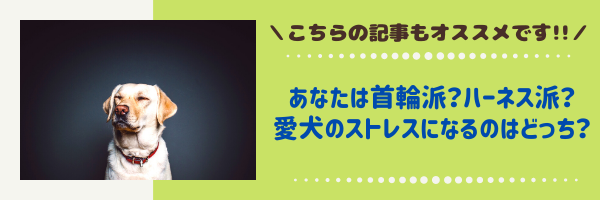 愛犬が散歩で歩かない 急に止まる原因と対策は 動物看護師が解説 愛犬との旅行ならイヌトミィ