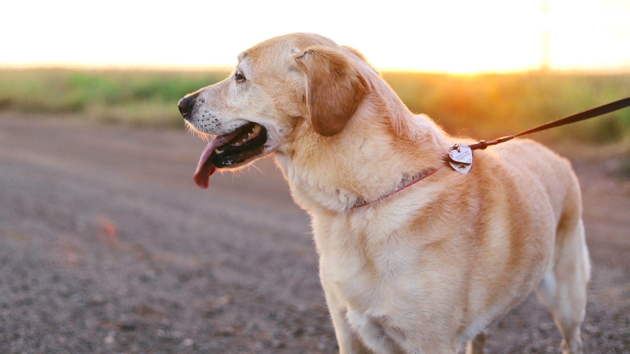 赤ちゃんはどうやって歩くことを覚えるのでしょうか?