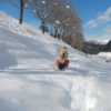 もうすぐ冬到来！愛犬と雪遊びを楽しみたい方必見！愛犬の雪玉対策