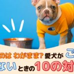 食べないのはわがまま？愛犬がドッグフード（ご飯）を食べないときの10の対処法【動物看護師が解説】