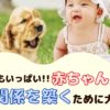 実は危険もいっぱい！赤ちゃんと犬が良い関係を築くために大切な事【動物看護師が解説】