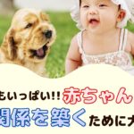 実は危険もいっぱい！赤ちゃんと犬が良い関係を築くために大切な事【動物看護師が解説】