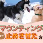 犬のマウンティング行動 どうしてするの？止めさせた方がいい？【動物看護師が解説】