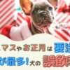 クリスマスやお正月は要注意！12月が最多！犬の誤飲事故【動物看護師が解説】