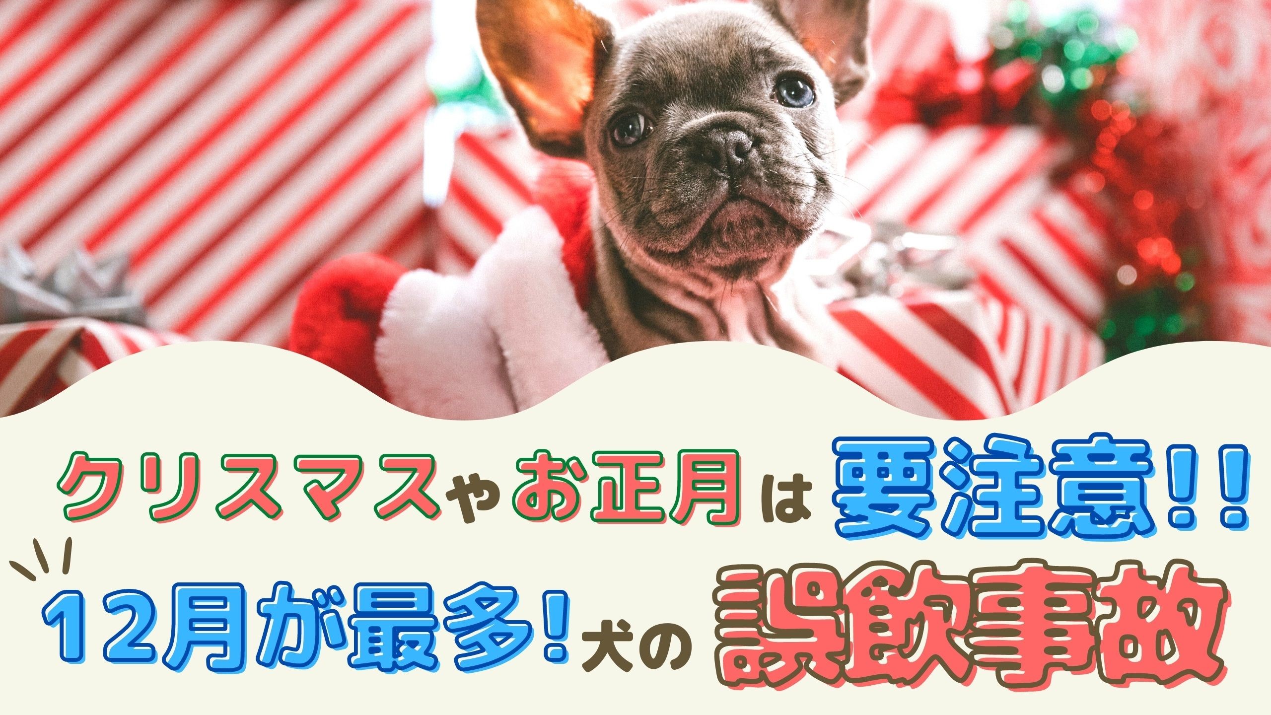 クリスマスやお正月は要注意 12月が最多 犬の誤飲事故 動物看護師が解説 愛犬との旅行ならイヌトミィ