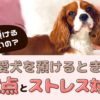 どこに預けるのがいいの？愛犬をペットホテルに預けるときの注意点とストレス対策【動物看護師が解説】