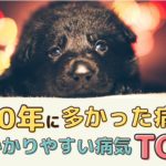 2020年に多かった病気は？犬がかかりやすい病気トップ5【動物看護師が解説】