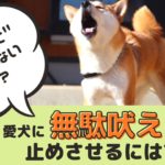 どうしてなおらないの？愛犬に無駄吠えを止めさせるには？【動物看護師が解説】