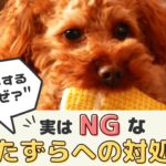 犬がいたずらをする理由と防止策について！実はNGないたずら対処法とは？【動物看護師が解説】