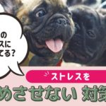 愛犬のストレスに気づけてる？犬にストレスを溜めさせない方法は？【動物看護師が解説】