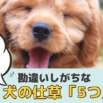 実は間違いだった！？犬の気持ちがわかる5つのしぐさ【動物看護師が解説】