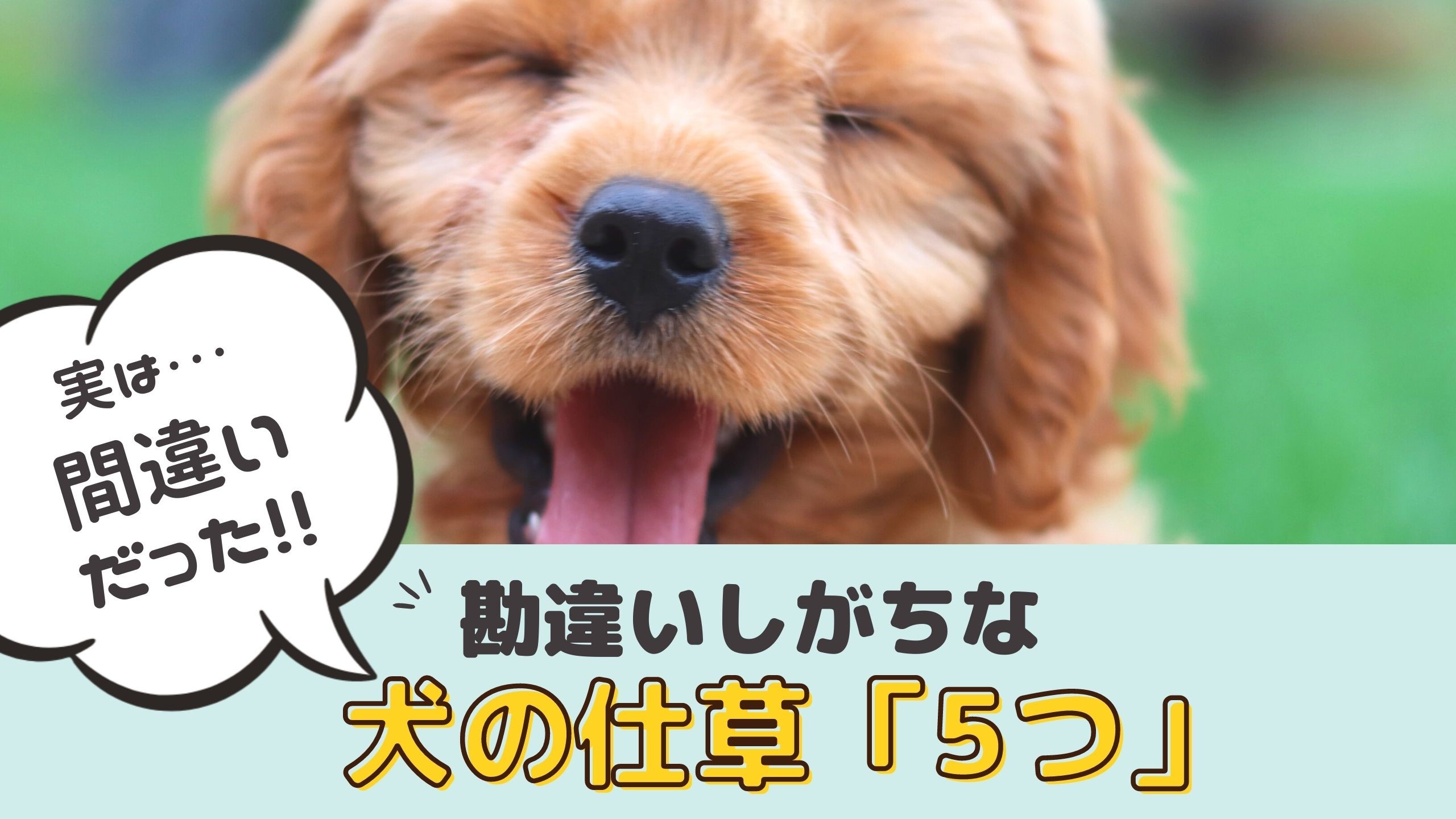 実は間違いだった！？犬の気持ちがわかる5つのしぐさ【動物看護師が解説】 愛犬との旅行ならイヌトミィ