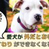 いつもできるのになぜ？愛犬が急にお手・おすわりできなくなる理由【動物看護師が解説】