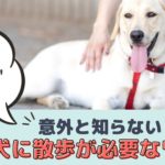 犬の運動＝散歩ではない？！意外と知らない犬に散歩が必要なワケ【動物看護師が解説】