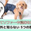 犬がソファーや寝床を掘る理由は？止めさせた方がいいの？【動物看護師が解説】