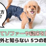 犬がソファーや寝床を掘る理由は？止めさせた方がいいの？【動物看護師が解説】