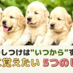 子犬のしつけはいつから？最初に覚えたいしつけと失敗させない工夫【動物看護師が解説】