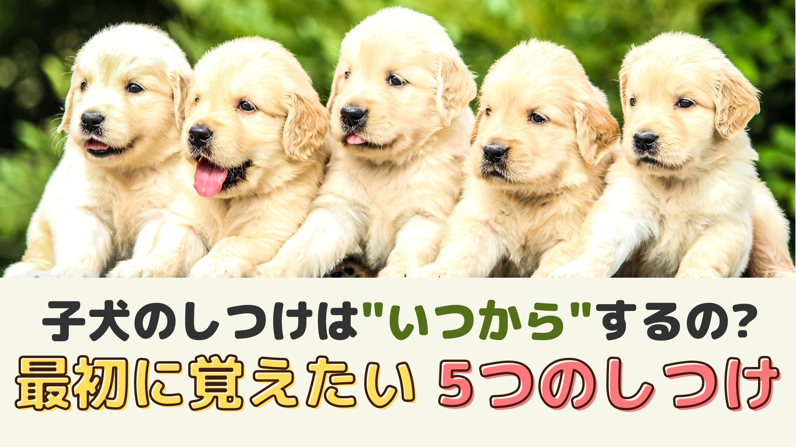 子犬 放し飼い いつから