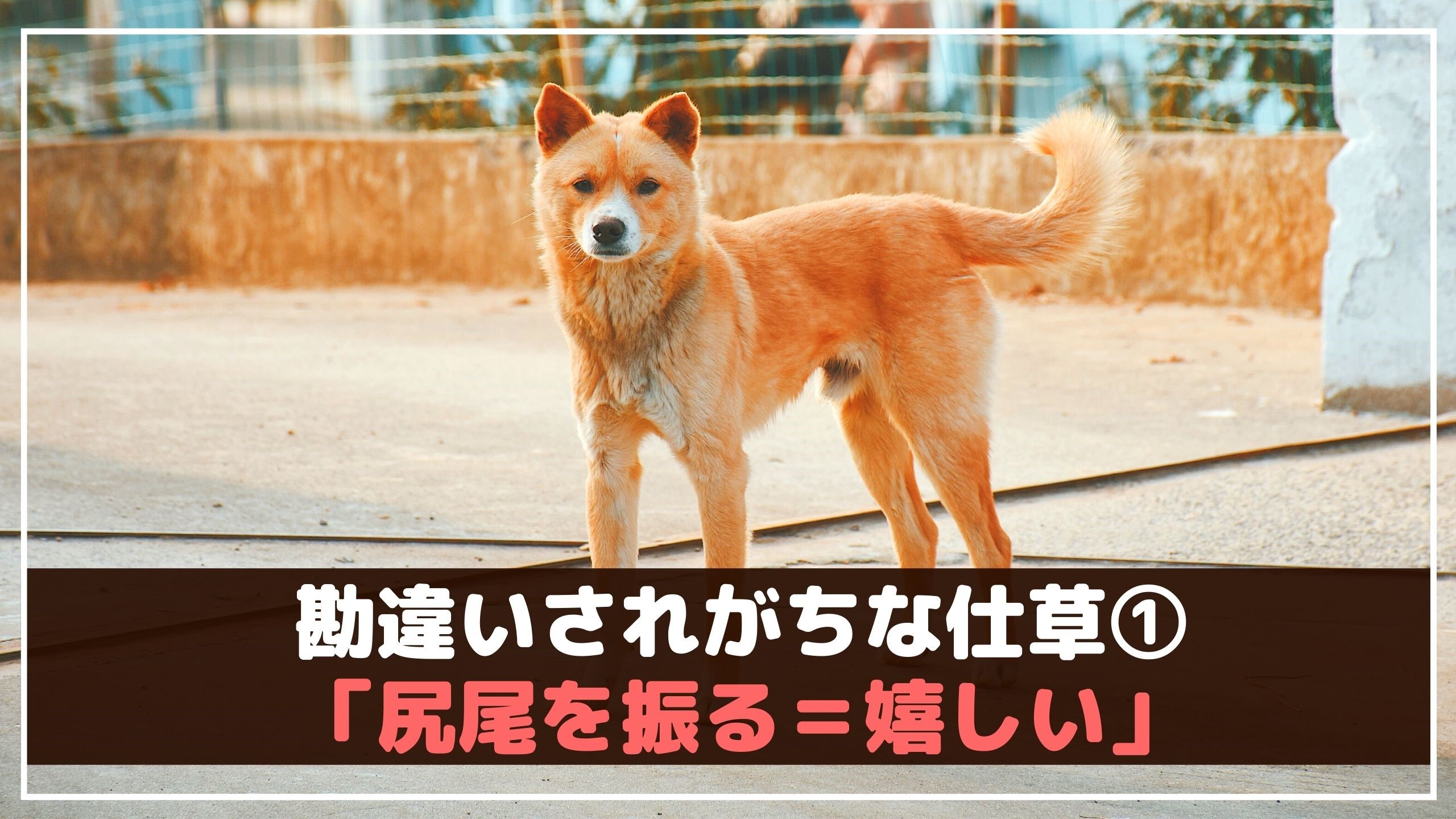 実は間違いだった 犬の気持ちがわかる5つのしぐさ 動物看護師が解説 愛犬との旅行ならイヌトミィ