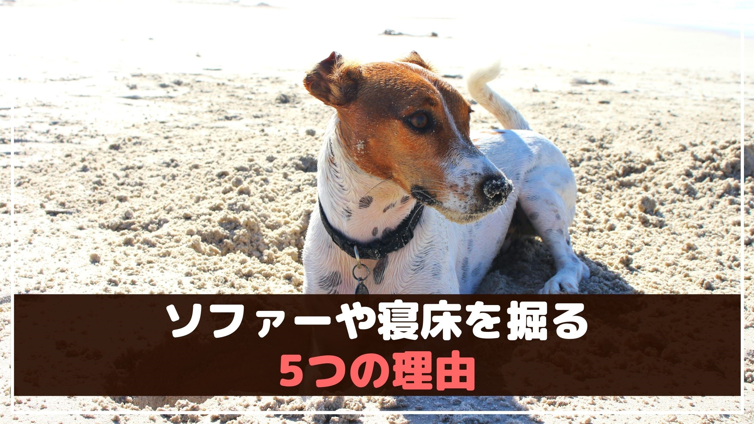 仕草 犬 掘る