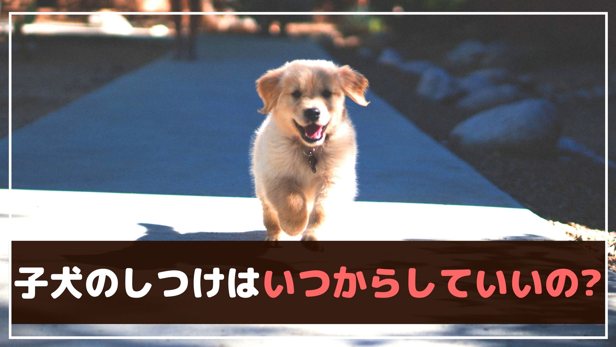 子犬のしつけはいつから 最初に覚えたいしつけと失敗させない工夫 動物看護師が解説 愛犬との旅行ならイヌトミィ