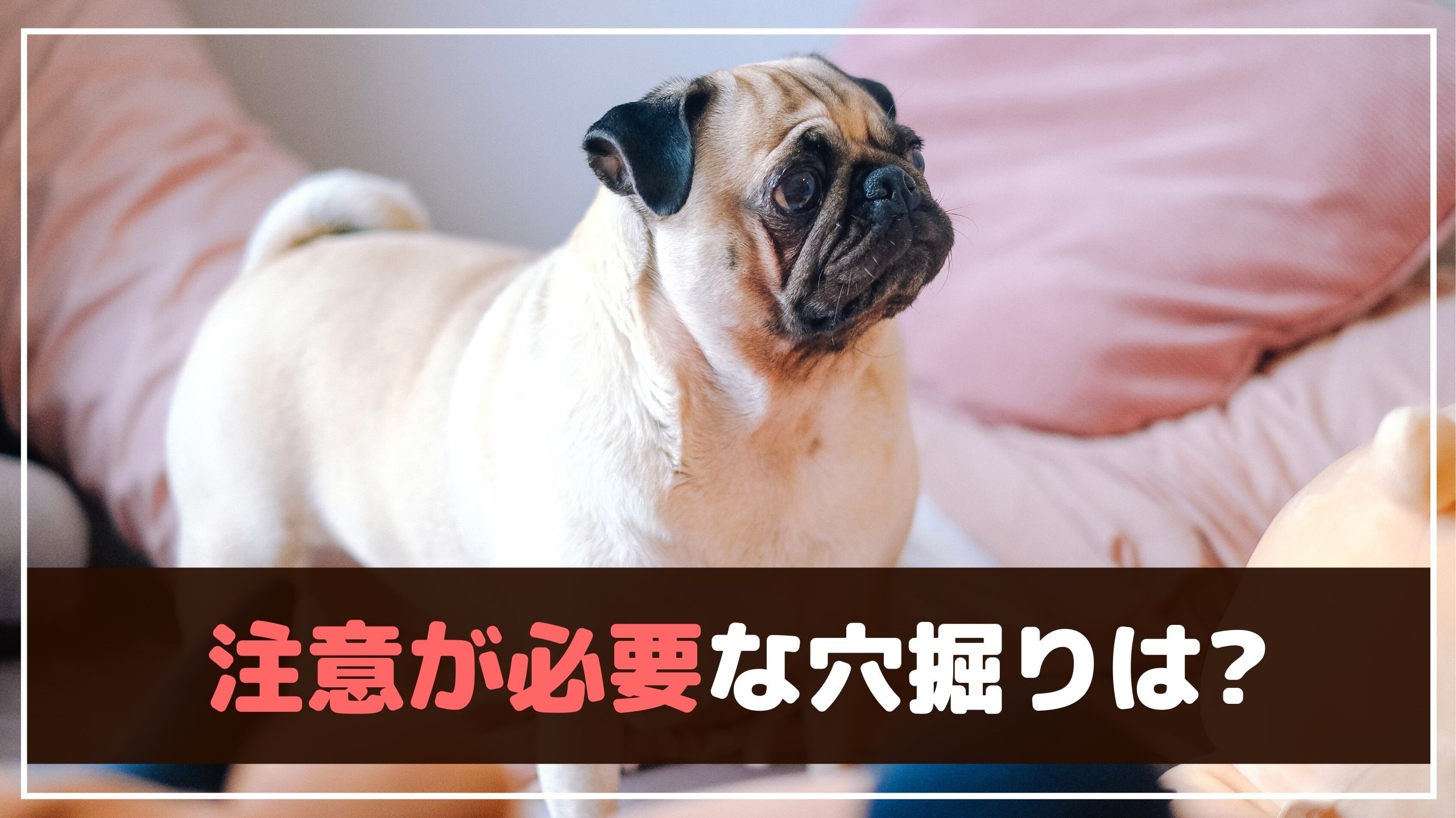 犬がソファーや寝床を掘る理由は 止めさせた方がいいの 動物看護師が解説 愛犬との旅行ならイヌトミィ