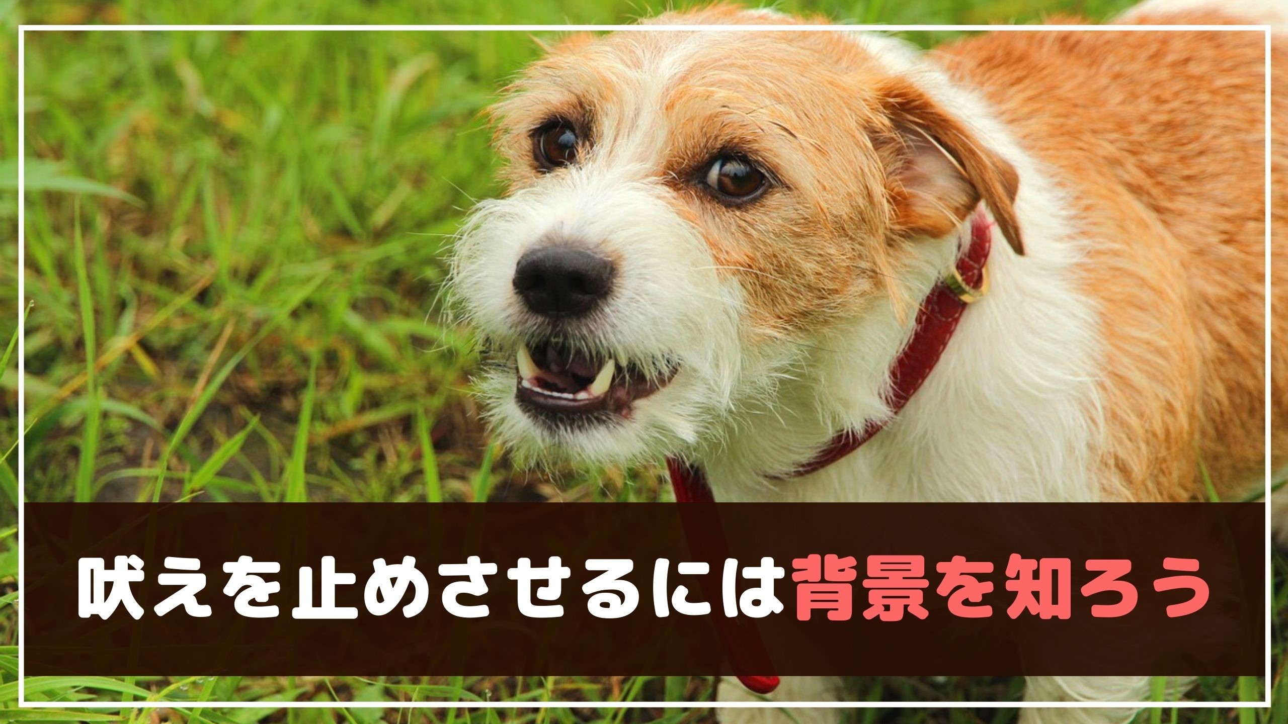 どうしてなおらないの 愛犬に無駄吠えを止めさせるには 動物看護師が解説 愛犬との旅行ならイヌトミィ