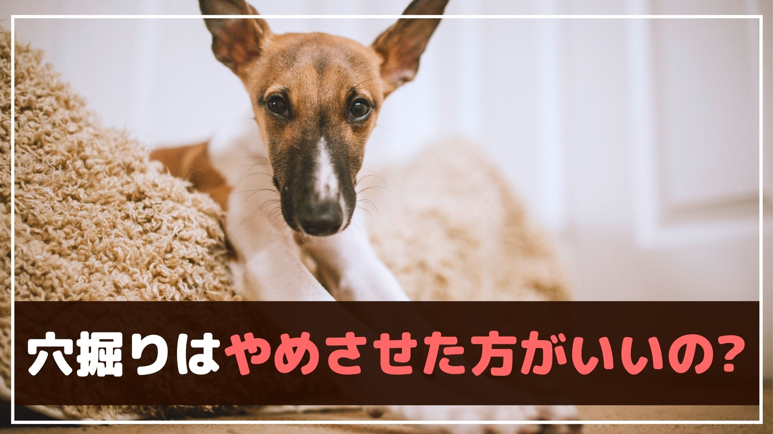 犬がソファーや寝床を掘る理由は 止めさせた方がいいの 動物看護師が解説 愛犬との旅行ならイヌトミィ