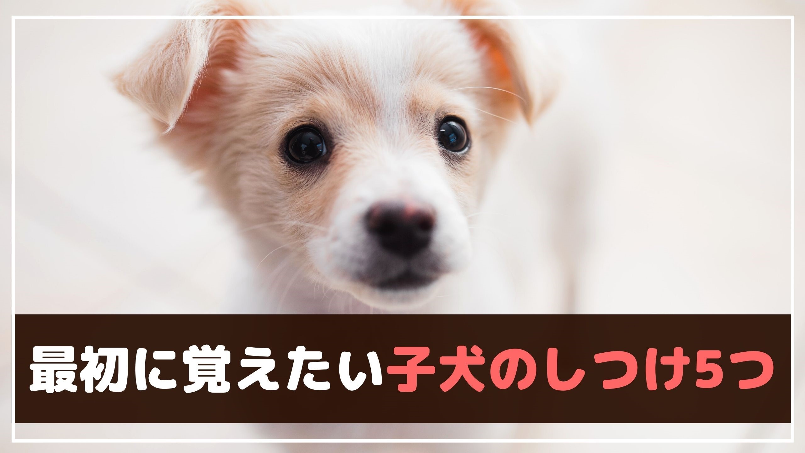 子犬のしつけはいつから？最初に覚えたいしつけと失敗させない工夫【動物看護師が解説】 愛犬との旅行ならイヌトミィ