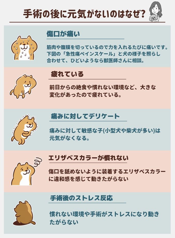 犬 メス 避妊 手術