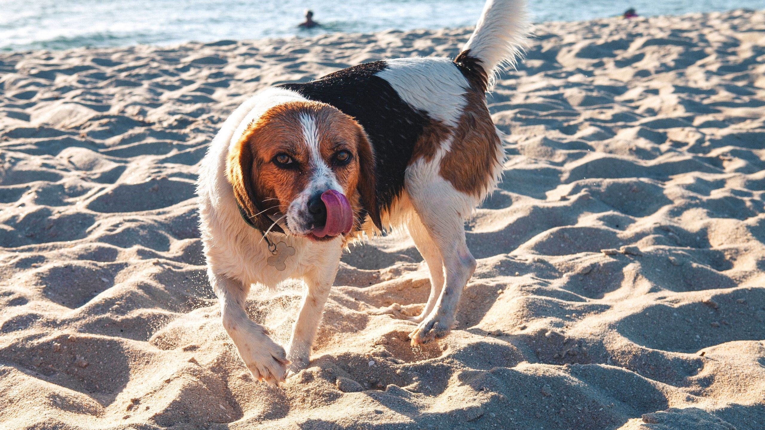 犬がソファーや寝床を掘る理由は 止めさせた方がいいの 動物看護師が解説 愛犬との旅行ならイヌトミィ