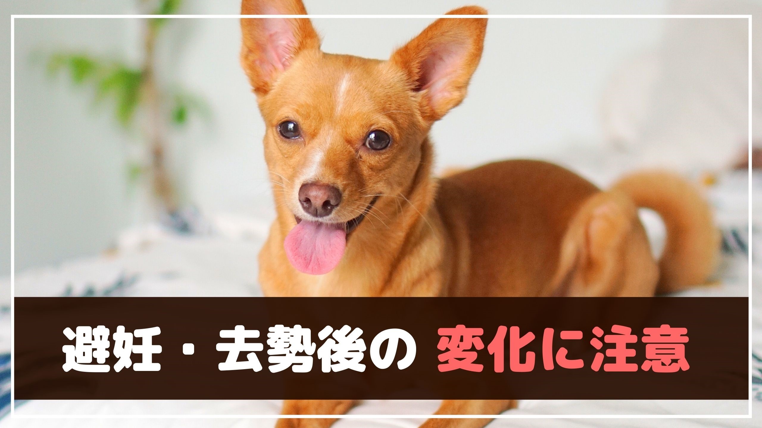 犬 去勢後 元気がない