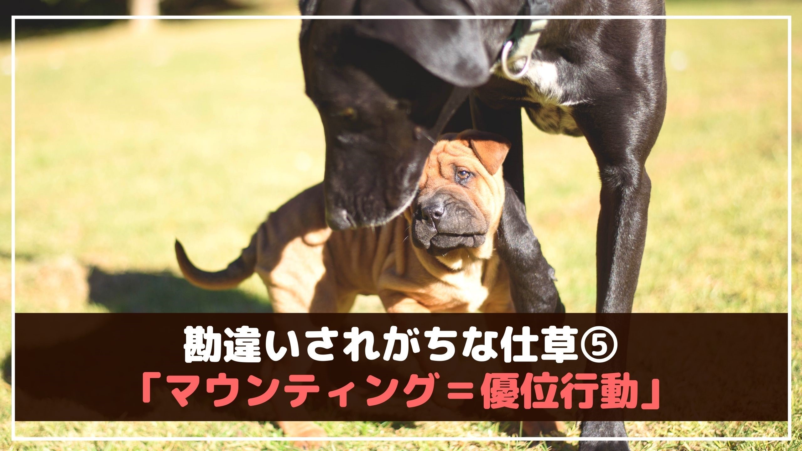 実は間違いだった 犬の気持ちがわかる5つのしぐさ 動物看護師が解説 愛犬との旅行ならイヌトミィ