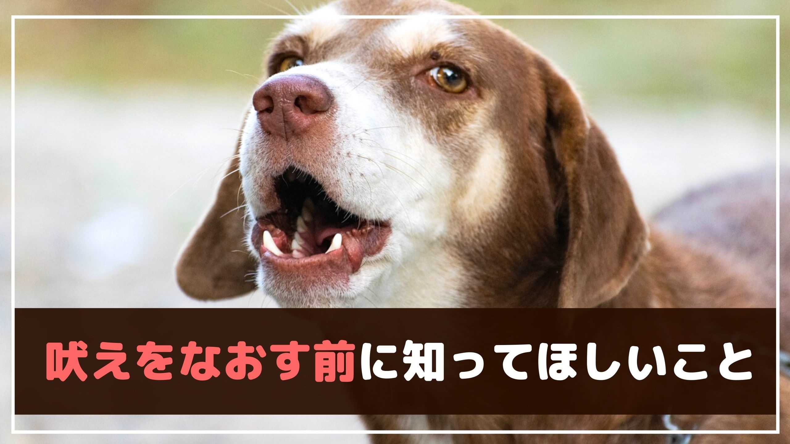 どうしてなおらないの 愛犬に無駄吠えを止めさせるには 動物看護師が解説 愛犬との旅行ならイヌトミィ