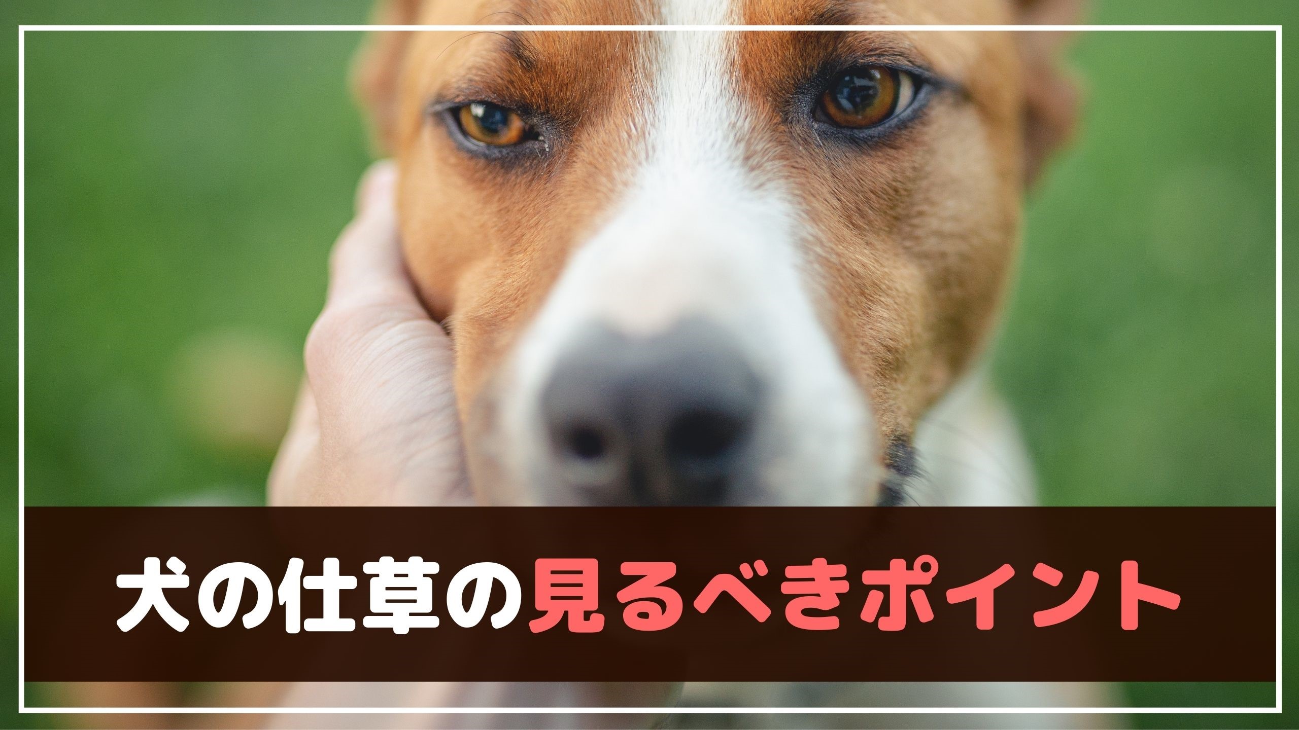 実は間違いだった 犬の気持ちがわかる5つのしぐさ 動物看護師が解説 愛犬との旅行ならイヌトミィ