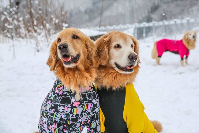 ワンコも大好き雪あそび 愛犬と一緒に楽しめるスノーシュー スノードッグラン スキー場特集 愛犬との旅行ならイヌトミィ