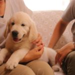 愛犬をどこから迎える？ペットショップ以外の入手元について真剣に考えてみよう！