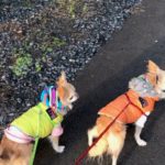 着せっぱなしは要注意！冬こそ気をつけたい愛犬の洋服によるトラブルとは？