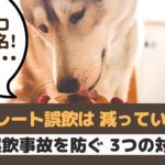 犬のチョコレート中毒は2月が最多！誤飲事故を防ぐためには？【動物看護師が解説】