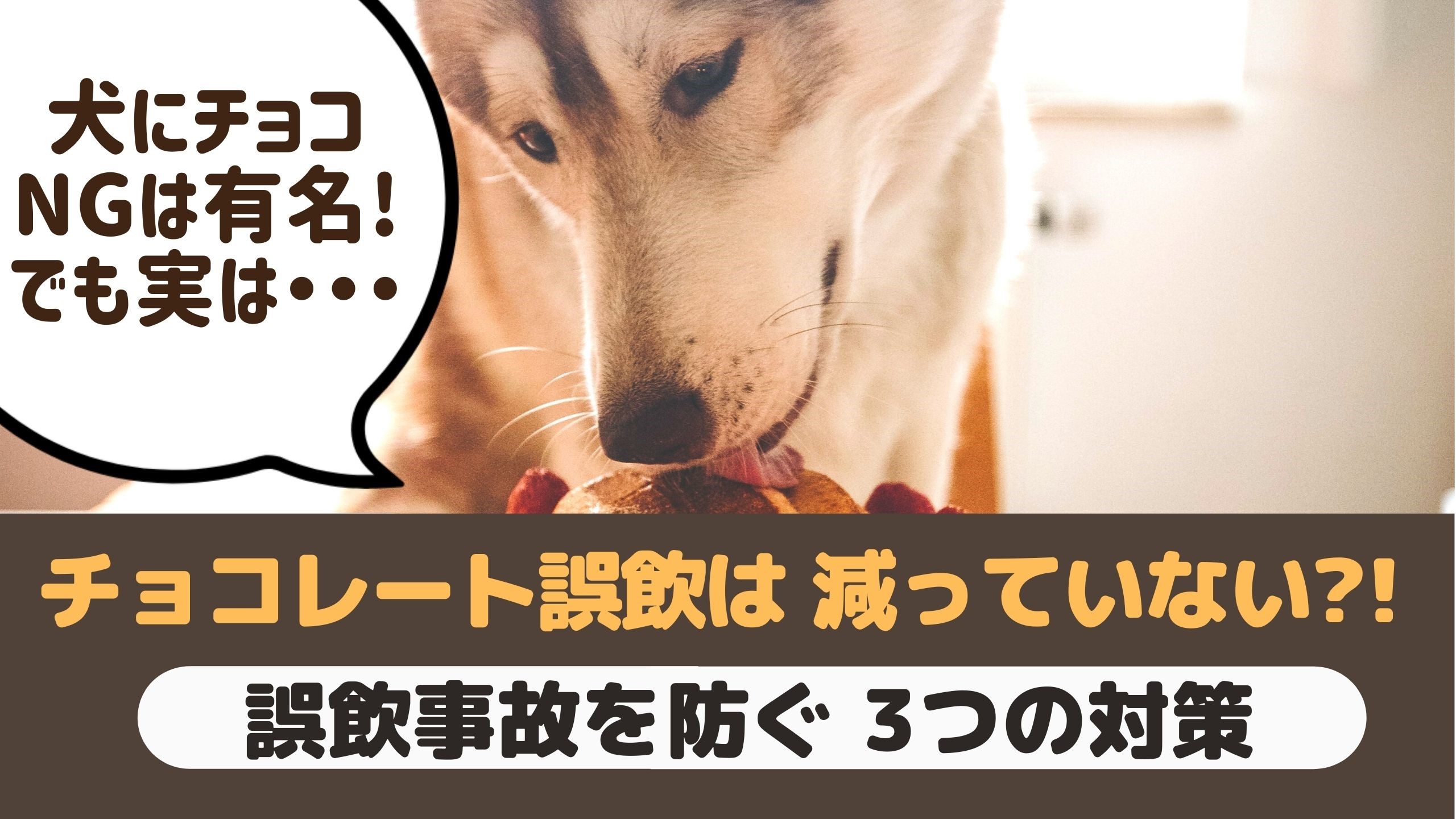 犬のチョコレート中毒は2月が最多 誤飲事故を防ぐためには 動物看護師が解説 愛犬との旅行ならイヌトミィ