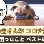 わんちゃんと一緒に暮らしている飼い主さんがコロナ禍で困ったことベスト5【動物看護師が解説】